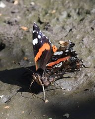 Vanessa atalanta