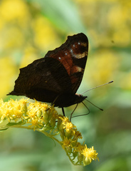 Aglais io