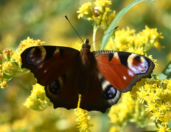 Aglais io
