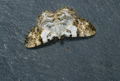 Psilalcis albibasis