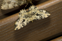 Monocerotesa flavescens