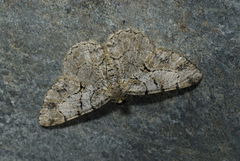 Psilalcis menoides