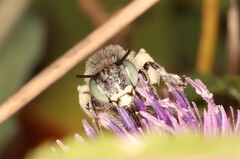 Anthophora bimaculata