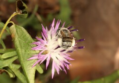 Anthophora bimaculata