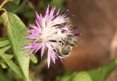 Anthophora bimaculata