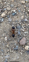 Camponotus sansabeanus
