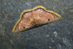 Chrysocraspeda sanguinea