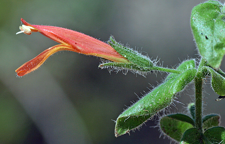 Purpus' Hummingbird Flower