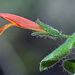 Purpus' Hummingbird Flower - Photo (c) jrebman, some rights reserved (CC BY-NC), uploaded by jrebman