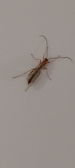Ophion obscuratus