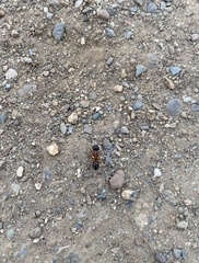 Camponotus sansabeanus