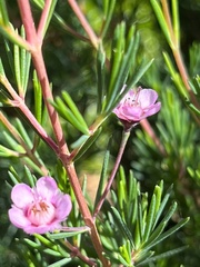 Chamelaucium