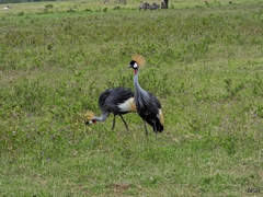 Balearica regulorum