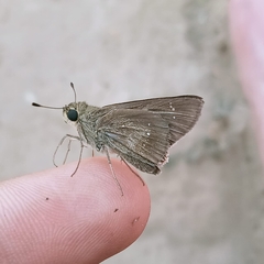 Pelopidas mathias