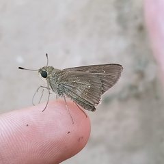 Pelopidas mathias