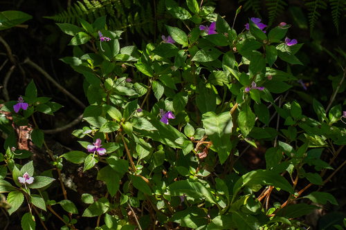 Balsaminaceae image