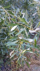 Salix orestera