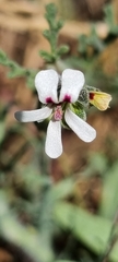 Pelargonium senecioides