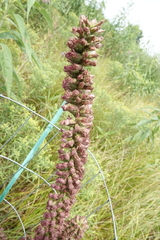 Liatris pycnostachya