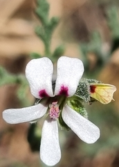 Pelargonium senecioides