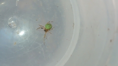 Araneus lathyrinus