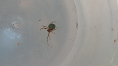 Araneus lathyrinus
