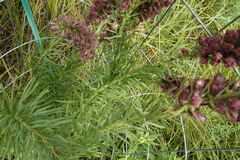 Liatris pycnostachya