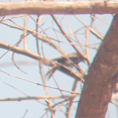 Knipolegus cyanirostris