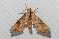 Marumba dyras