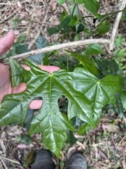 Brachychiton acerifolius