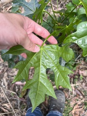Brachychiton acerifolius
