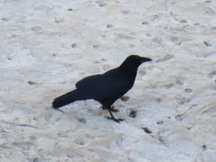Corvus corone