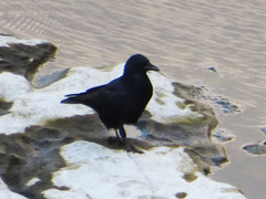 Corvus corone