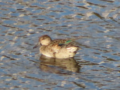 Anas crecca