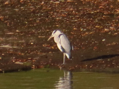 Ardea cinerea