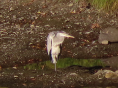 Ardea cinerea