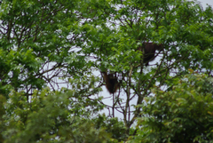 Pongo pygmaeus morio