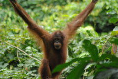 Pongo pygmaeus morio