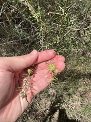 Leptospermum polygalifolium