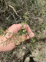 Leptospermum polygalifolium