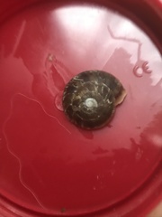 Helicigona lapicida