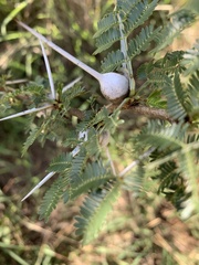 Vachellia drepanolobium
