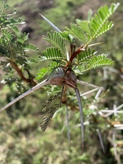 Vachellia drepanolobium