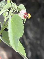 Abutilon incanum