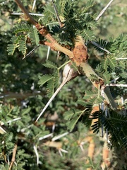 Vachellia drepanolobium