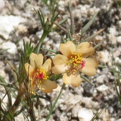 Portulaca suffrutescens