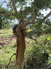 Vachellia drepanolobium