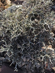 Magnoliopsida