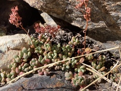 Sedum obtusatum