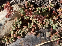 Sedum obtusatum